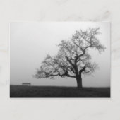 Boom en bank in mist briefkaart (Voorkant)