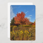 Boom- en herfstkleuren in parkblanco Kaart (Voorkant / Achterkant)