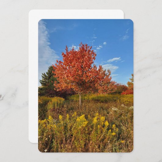 Boom- en herfstkleuren in parkblanco Kaart (Voorkant / Achterkant)