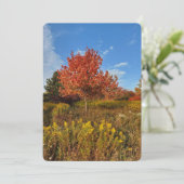 Boom- en herfstkleuren in parkblanco Kaart (Staand voorkant)