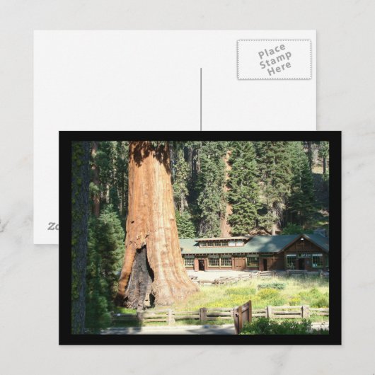 Boom en museum briefkaart (Voorkant / Achterkant)