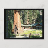 Boom en museum briefkaart (Voorkant)