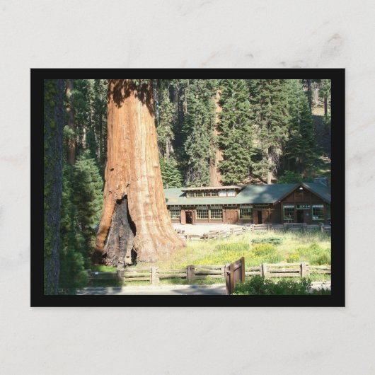 Boom en museum briefkaart (Voorkant)