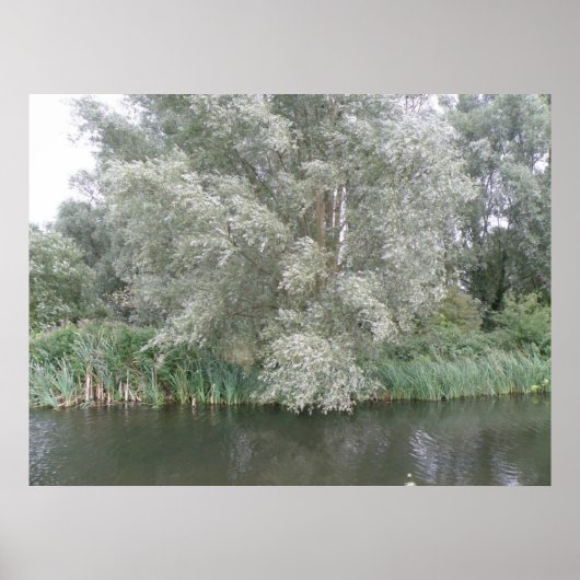 Boom- en rivierlandschapsafdrukken poster (Voorkant)