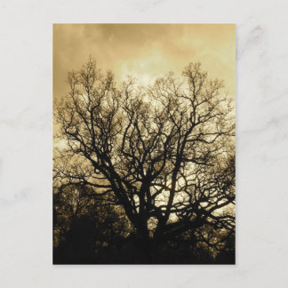 boom en sky sepia briefkaart
