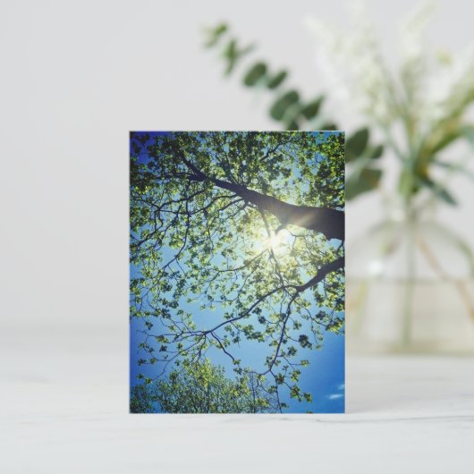 Boom- en Sun-Briefkaart Briefkaart (Staand voorkant)