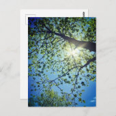 Boom- en Sun-Briefkaart Briefkaart (Voorkant / Achterkant)