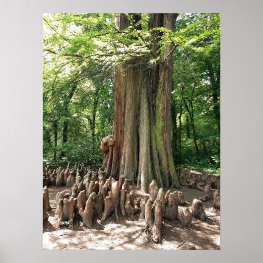 Boom en wortels poster (Voorkant)