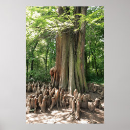 Boom en wortels poster