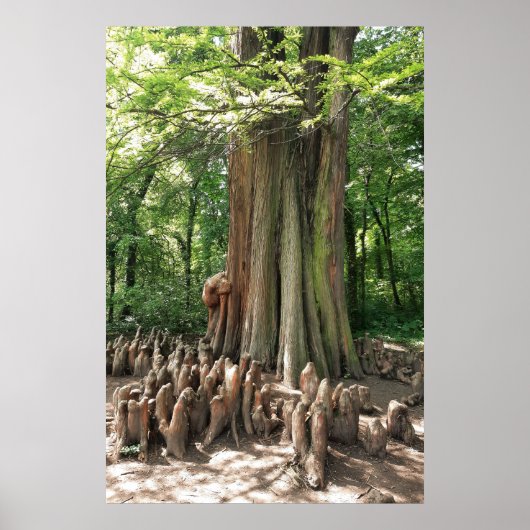 Boom en wortels poster (Voorkant)
