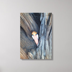 boom engel verpakt canvas afdruk
