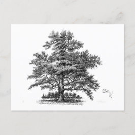Boom Ephemera-ontvlechtingskunst Briefkaart
