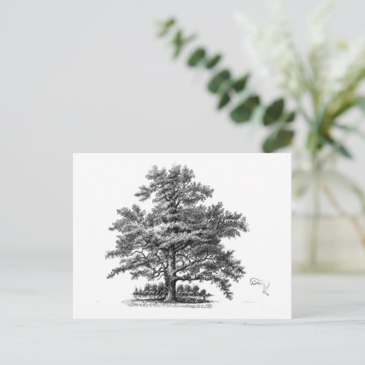  Boom Ephemera-ontvlechtingskunst Briefkaart (Staand voorkant)