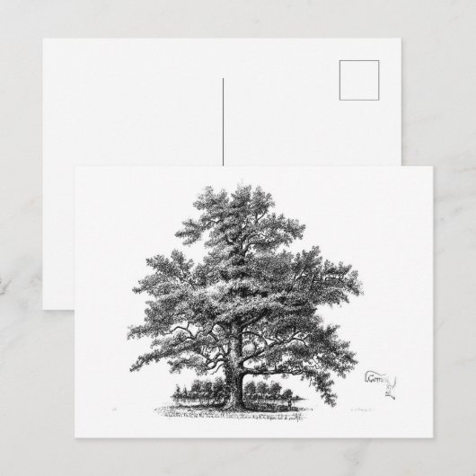  Boom Ephemera-ontvlechtingskunst Briefkaart (Voorkant / Achterkant)