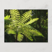 Boom Fern in het regenwoud Briefkaart (Voorkant)