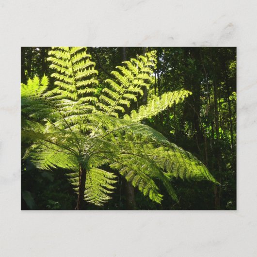 Boom Fern in het regenwoud Briefkaart (Voorkant)