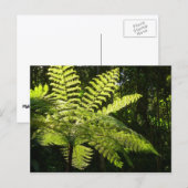 Boom Fern in het regenwoud Briefkaart (Voorkant / Achterkant)