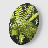 Boom Fern in het regenwoud Grote Klok (Hoek)