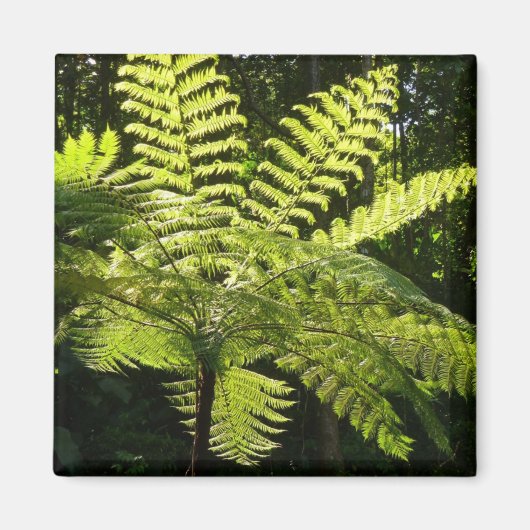 Boom Fern in het regenwoud Magneet (Voorkant)