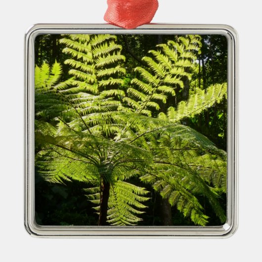Boom Fern in het regenwoud Metalen Ornament (Voorkant)