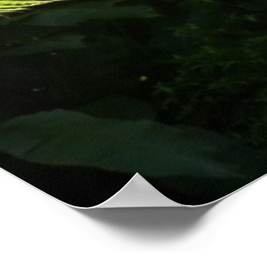 Boom Fern in het regenwoud Poster (Hoek)