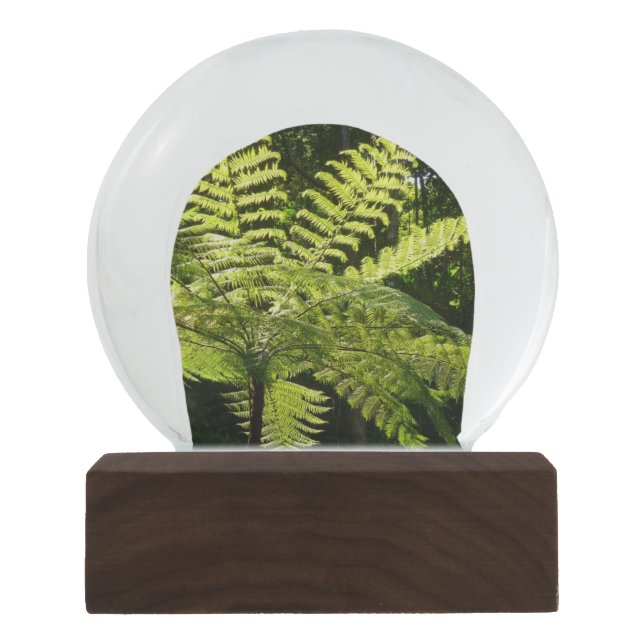 Boom Fern in het regenwoud Sneeuwbol (Voorkant)