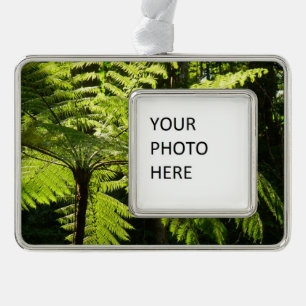 Boom Fern in het regenwoud Verzilverd Omlijst Ornament