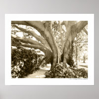 Boom Fijne Kunst Foto Zwart Wit Sepia Los Angeles