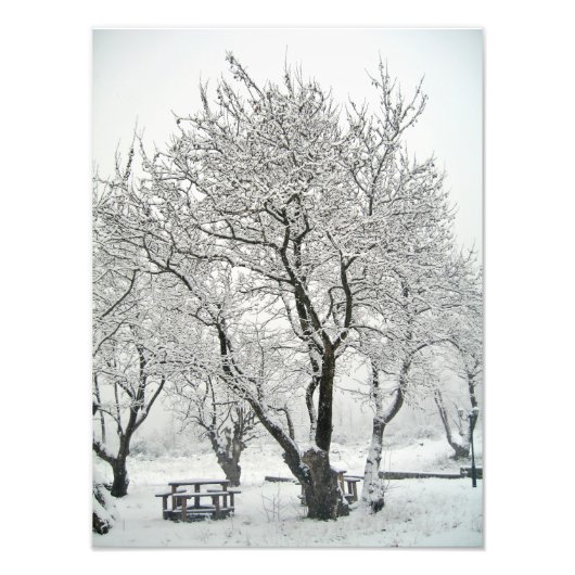 boom foto afdruk (Voorkant)