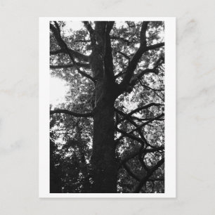 Boom fotografie - Feronia ansichtkaart Briefkaart