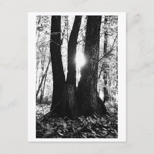 Boom fotografie - Oriana Briefkaart (Voorkant)