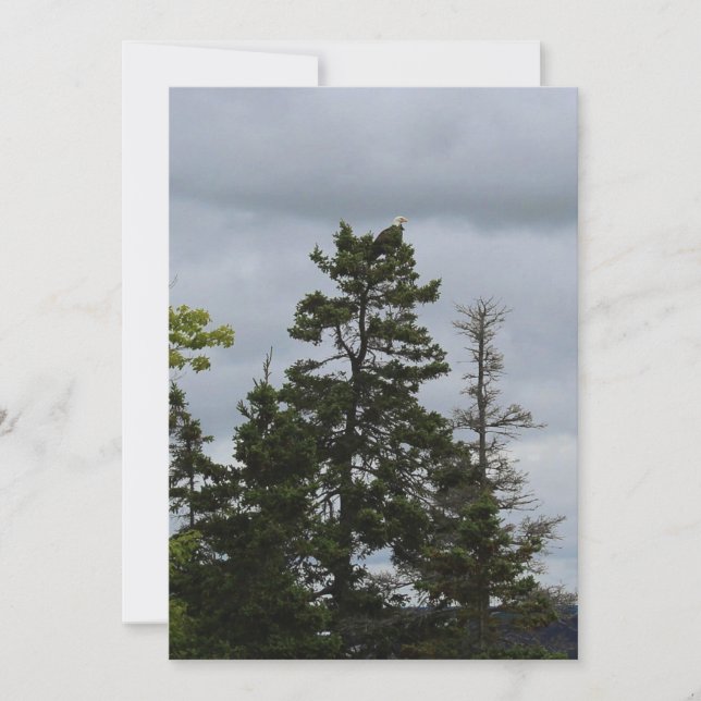 Boom Hoogste Eagle (Voorkant)