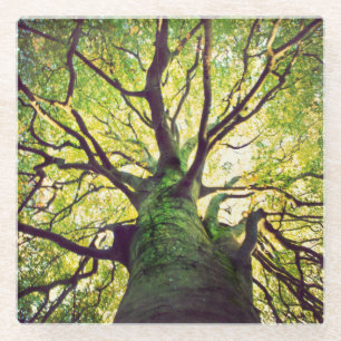 Boom Hugging Glazen Onderzetter