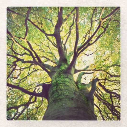 Boom Hugging Glazen Onderzetter (Voorkant)