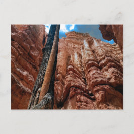 Boom-in-boom Navajo Loop bij Bryce Canyon Briefkaart