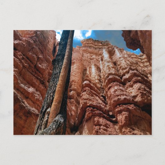 Boom-in-boom Navajo Loop bij Bryce Canyon Briefkaart (Voorkant)