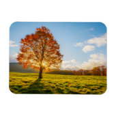 Boom in brand magneet (Horizontaal)