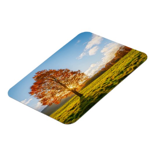 Boom in brand magneet (Linkerzijde)