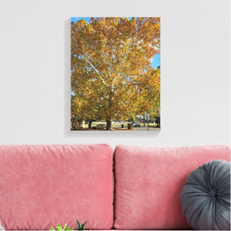 Boom in de gouden uur canvas afdruk