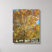 Boom in de gouden uur canvas afdruk (Voorkant)