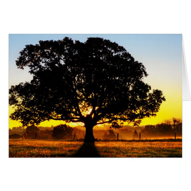 Boom in de ochtend (Voorkant Horizontaal)