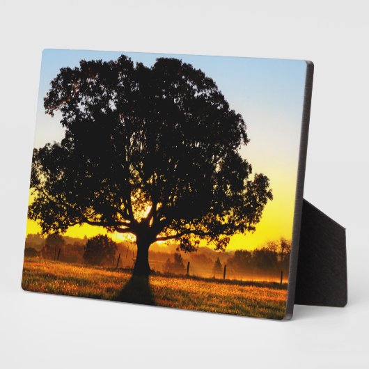 Boom in de ochtend fotoplaat (Zijkant)