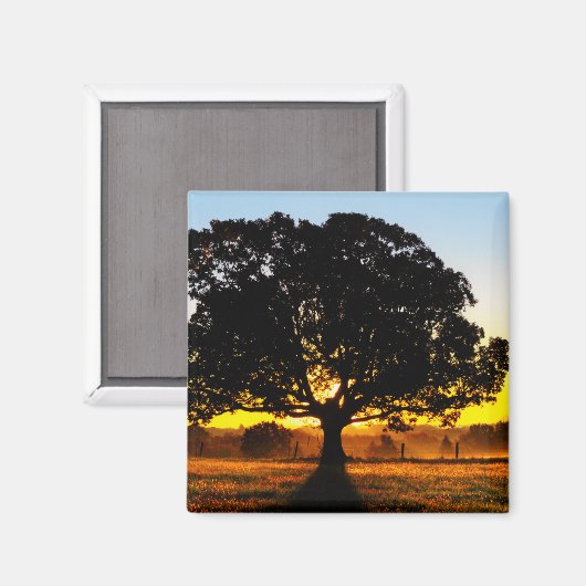 Boom in de ochtend magneet (Voorkant / Achterkant)