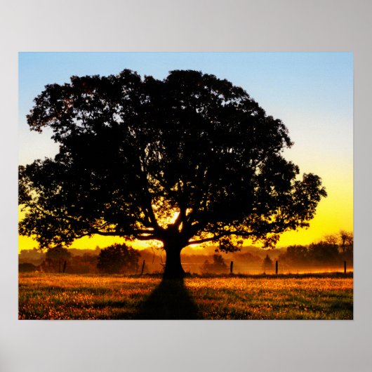 Boom in de ochtend poster (Voorkant)