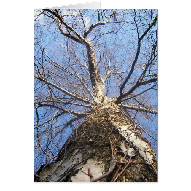 Boom in de winter (Voorkant)