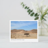 Boom in de woestijn, Zuid-Sinaï, Egypte Briefkaart (Staand voorkant)