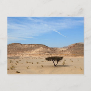 Boom in de woestijn, Zuid-Sinaï, Egypte Briefkaart