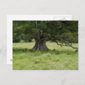 Boom in een veld briefkaart (Voorkant / Achterkant)