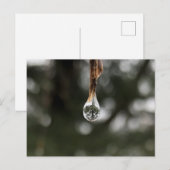 Boom in een waterdruppeltje Briefkaart (Voorkant / Achterkant)