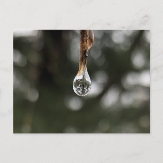 Boom in een waterdruppeltje Briefkaart (Voorkant)